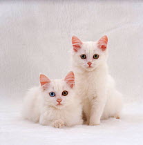 Domestic Cat {Felis catus} two white kittens, Persian-cross sisters, one amber and one odd-eyed.