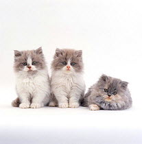Domestic Cat {Felis catus} 9-week, Persian-cross, Lilac bicolour and blue cream kittens.