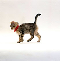 Domestic Cat {Felis catus} Tabby kitten wearing red flea collar.