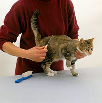 Domestic Cat {Felis catus} shorthaired tortoiseshell being groomed by handler using a comb.