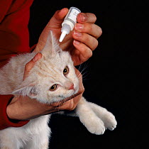 Domestic Cat {Felis catus} 10-week, Cream tabby male kitten, being held firmly ready for antibiotic drops in ear.