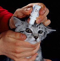 Domestic cat (Felis catus) 10-week, Silver tabby male kitten, being given antibiotic eye drops. Editorial use only.