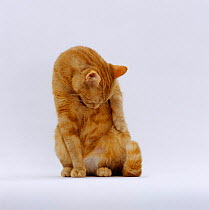 Domestic Cat {Felis catus} ginger tabby female 'Lucky' sitting washing fur on tummy.