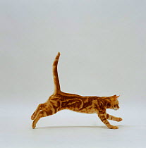 Domestic Cat {Felis catus} Red tabby kitten 'Friskie' running profile.