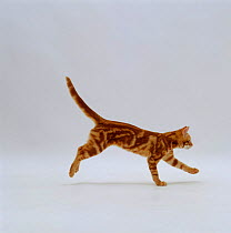 Domestic Cat {Felis catus} Red tabby kitten 'Friskie' running profile.