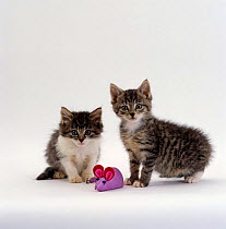 Domestic Cat {Felis catus} orphan kittens with toy mouse, fit and healthy, five weeks after being rescued as 7-week kittens