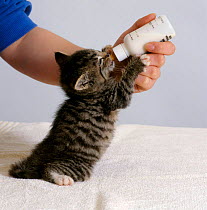 Domestic Cat {Felis catus} 4-week, Orphan kitten, bathed and dry, suckling milk from feeding bottle.