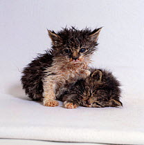 Domestic Cat {Felis catus} 3-week, orphan kittens in very poor condition, brought in to rescue.