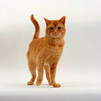 Domestic Cat {Felis catus} Red burmese 'Ozzie'