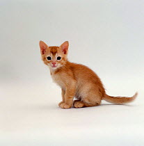 Domestic Cat {Felis catus} 'Pansy's'  6-week Red kitten 'Ozzie'