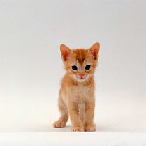 Domestic Cat {Felis catus} 'Pansy's' 5-week Red kitten 'Ozzie'