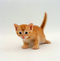 Domestic Cat {Felis catus} 'Pansy's' 4-week Red kitten 'Ozzie'