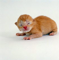 Domestic Cat {Felis catus} 'Pansy's' 1-day Red kitten 'Ozzie'