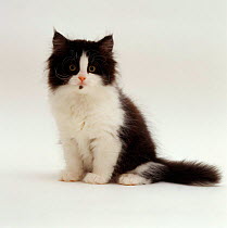 Domestic Cat {Felis catus} 8-week, Black bicolour Persian kitten.