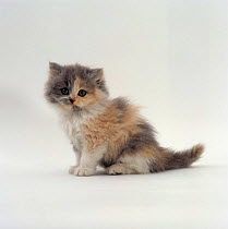 Domestic Cat {Felis catus} 7-week, female Blue-cream bicolour Persian kitten ('Cobweb' x 'Peony')