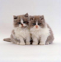 Domestic Cat {Felis catus} 9-week, Blue bicolour Persian kittens ('Cobweb' x 'Peony')