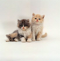 Domestic Cat {Felis catus} 7-week, Blue-cream bicolour and Cream bicolour Persian kittens ('Cobweb' x 'Peony')