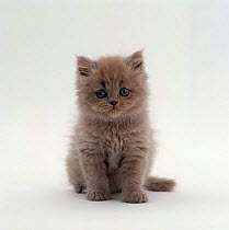 Domestic Cat {Felis catus} 7-week, male Blue longhair Persian kittens ('Cobweb' x 'Peony')