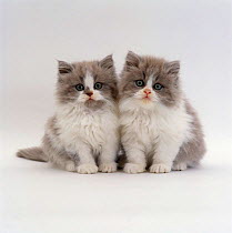 Domestic Cat {Felis catus} 9-week, two Persian cross lilac bicolour kittens.