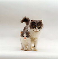 Domestic Cat {Felis catus} Blue bicolour persian-cross mother 'Nancy' with kitten