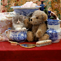 Domestic Cat {Felis catus} 9-week, Blue bicolour persian kitten 'Cobweb II' with Brindle teddy bear and Victorian Staffordshire wash-stand set.