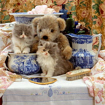 Domestic Cat {Felis catus} 9-week, Blue bicolour persian kitten 'Cobweb II' and sister 'Coriander' with Brindle teddy bear and Victorian Staffordshire wash-stand set.