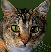 Domestic Cat {Felis catus} tabby tortoiseshell, close-up of eyes with pupils dilated closed in bright light.