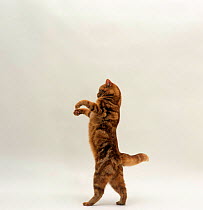 Domestic Cat {Felis catus} Red tabby british shorthair female 'Glenda' standing on back legs trying to catch lure.