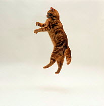Domestic Cat {Felis catus} Red tabby british shorthair female 'Glenda' jumping trying to catch lure.