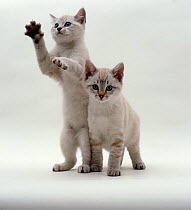 Domestic Cat {Felis catus} Two Blue-eyed sepia snow Bengal kittens, one reaching up.