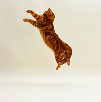 Domestic Cat {Felis catus} british shorthair Red tabby female 'Glenda' jumping.
