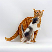 Domestic Cat {Felis catus} Ginger female 'Lucky' with grey-and-white foster kitten.