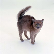 Domestic Cat {Felis catus} Blue burmese kitten, frightened with fur raised along back and tail fluffed up