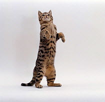 Domestic Cat {Felis catus} Brown spotted tabby 'Lowlander' standing on rear legs.