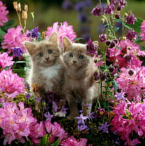 Domestic Cat {Felis catus} 6-week, Blue-and-white female and Blue male kittens, among Purple columbines and flowering Rhododendrons.