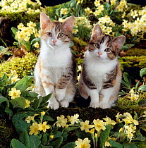 Domestic Cat {Felis catus} Tabby-tortoiseshell-and white kittens, 11-week sisters, among pink and yellow primroses