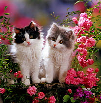 Domestic Cat {Felis catus} Black and Blue bicolour Persian-cross kittens ('Cobweb' x 'Nancy') among pink climbing roses