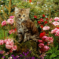 Domestic Cat {Felis catus} 8-week, Long haired tabby kitten with pink roses.