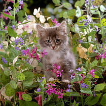 Domestic Cat {Felis catus} 7-week, Fluffy grey male kitten 'Perseus' among flowers.