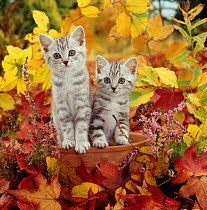 Domestic Cat {Felis catus} 8-week, Silver tabby kittens among heather and autumnal leaves.