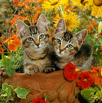 Domestic Cat {Felis catus} 10-week, short-haired ticked tabby kittens on a clay urn with Nasturtiums, Montbretia and yellow daisies.
