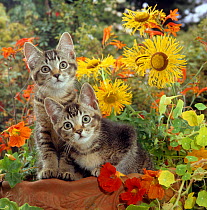 Domestic Cat {Felis catus} 10-week, short-haired ticked tabby kittens on a clay urn with Nasturtiums, Montbretia and yellow daisies.