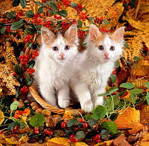 Domestic Cat {Felis catus} 9-week, white-and-tortoiseshell sisters 'Mimi' and 'Maise' in a basket with Hazelnuts. (Bumblecee x Zebedee)