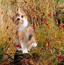 Domestic Cat {Felis catus} tabby-tortoiseshell kitten among Cocksfoot grass, Horsetails and Rose hips.