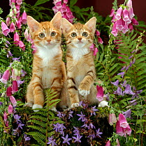 Domestic Cat {Felis catus} 10-week, Red male and Ginger female spotted tabbies among foxgloves and campanulas.