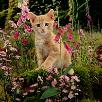 Domestic Cat {Felis catus} Cream burmese-cross cat 'Toffee' among Foxgloves.
