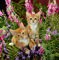 Domestic Cat {Felis catus} 10-week, Red male and Ginger female spotted tabbies among foxgloves and Bellflowers.