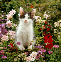 Domestic Cat {Felis catus} 9-week, Black-and-white kitten among flowers.