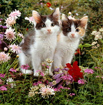 Domestic Cat {Felis catus} 9-week, Black-and-white kittens among flowers.