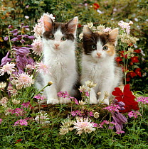 Domestic Cat {Felis catus} 9-week, Black-and-white kittens among flowers.